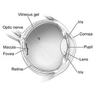 Diagram of eye